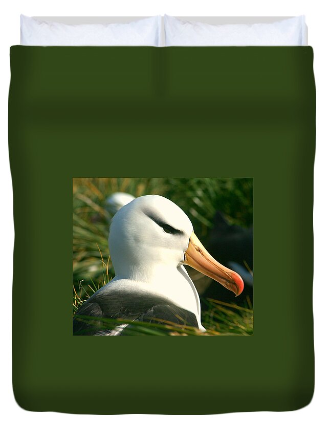 Black Browed Albatross On Nest Duvet Cover featuring the photograph In Waiting by Amanda Stadther