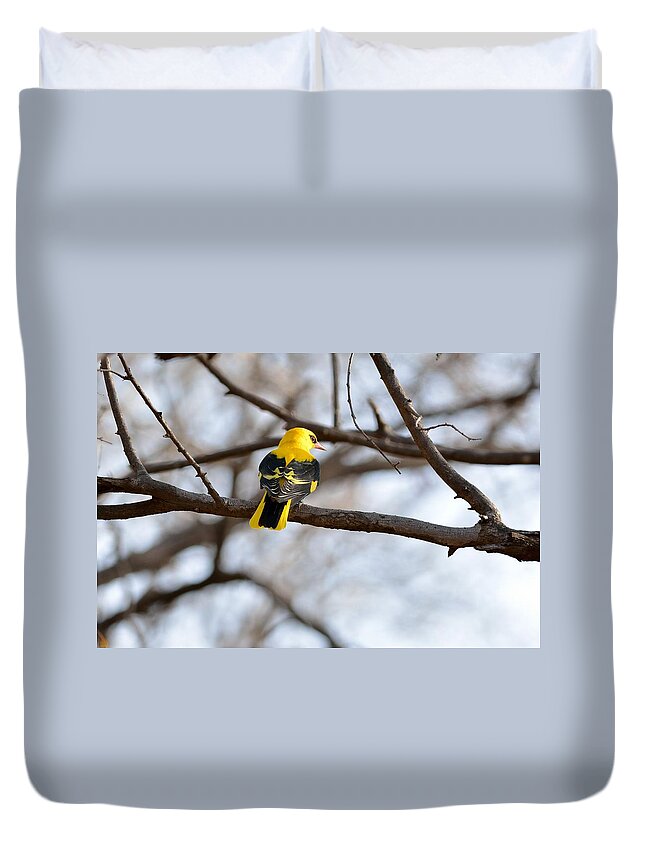 Indian Golden Oriole Duvet Cover featuring the photograph Indian Golden Oriole by Fotosas Photography
