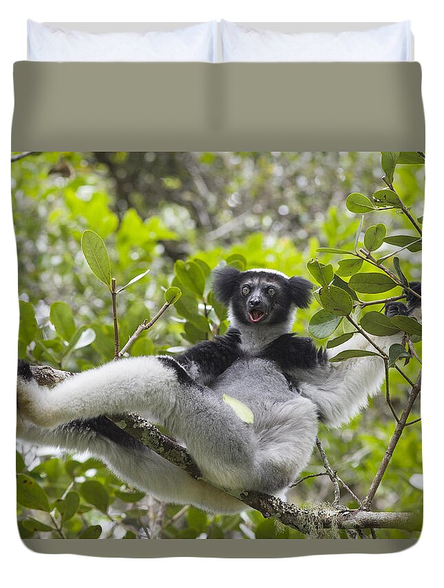Feb0514 Duvet Cover featuring the photograph Indri Calling Madagascar by Suzi Eszterhas