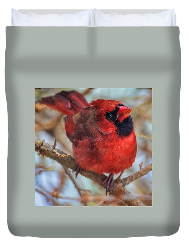 Wildlife Duvet Cover featuring the photograph Inquisitive Cardinal by Dale Kauzlaric