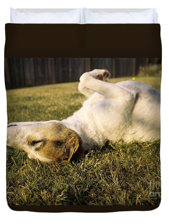 Animals Duvet Cover featuring the photograph Jack Russell Terrier enjoying the Sun by Jim Corwin