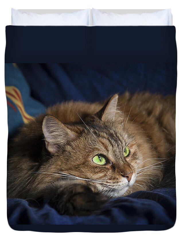 Cat Duvet Cover featuring the photograph Jade eyes in the blue by Raffaella Lunelli