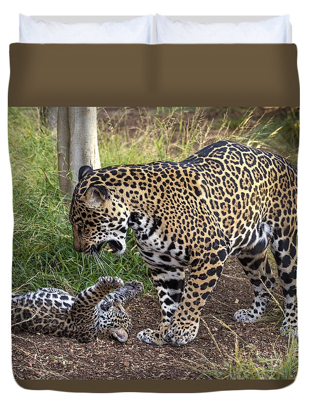 Feb0514 Duvet Cover featuring the photograph Jaguar Cub Playing With Mother by San Diego Zoo