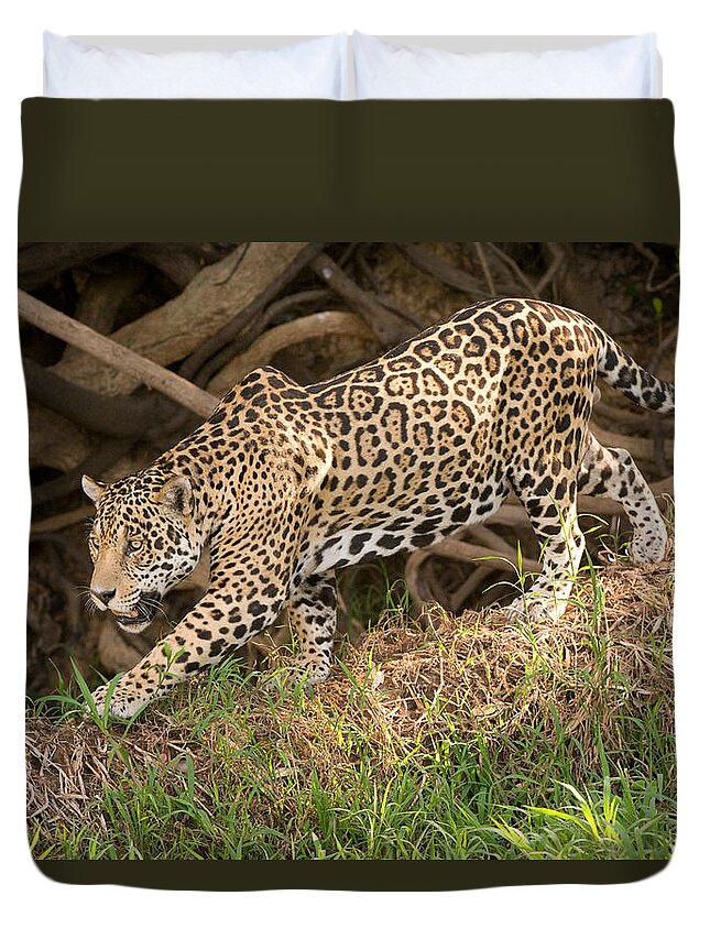 Designs Similar to Jaguar Panthera Onca Foraging