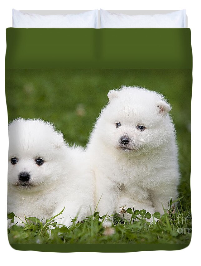 Japanese Spitz Puppies Duvet Cover For Sale By Jean Michel Labat
