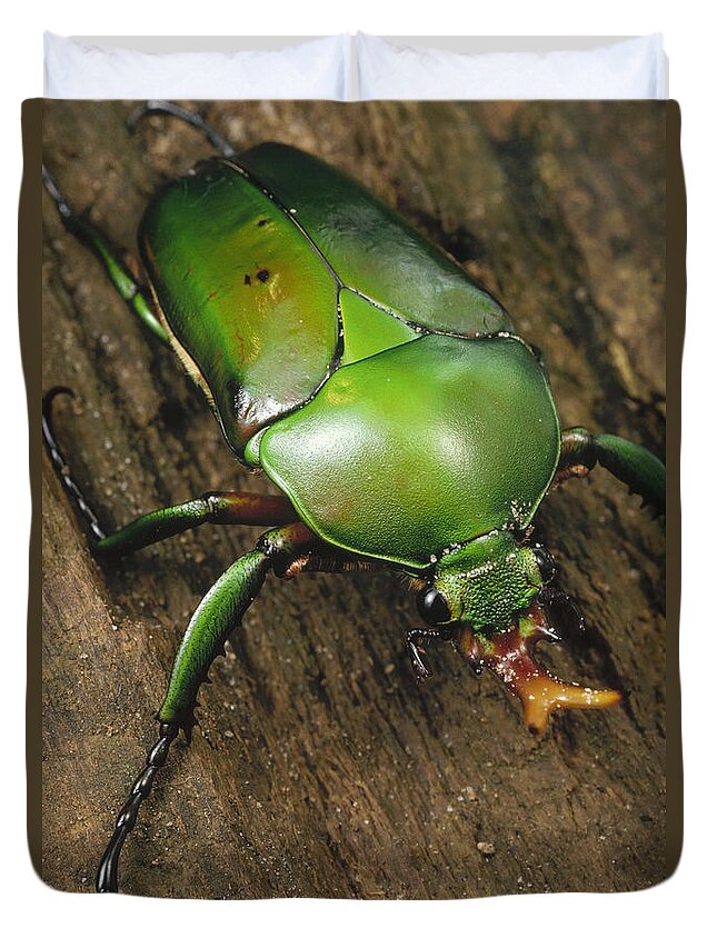 Feb0514 Duvet Cover featuring the photograph June Beetle Portrait Reserve De Campo by Mark Moffett