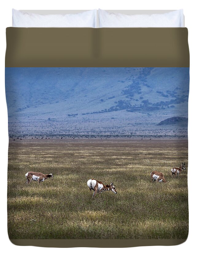 Pronghorn Duvet Cover featuring the photograph Just Hanging Out by Renny Spencer