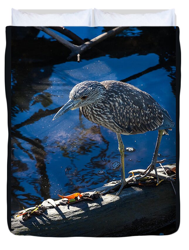 Amber Eyes Duvet Cover featuring the photograph Juvenile Yellow Crowned Night-Heron by Ed Gleichman