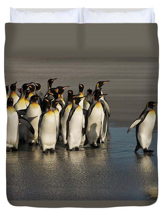 00439201 Duvet Cover featuring the photograph King Penguins at Volunteer Point by Pete Oxford