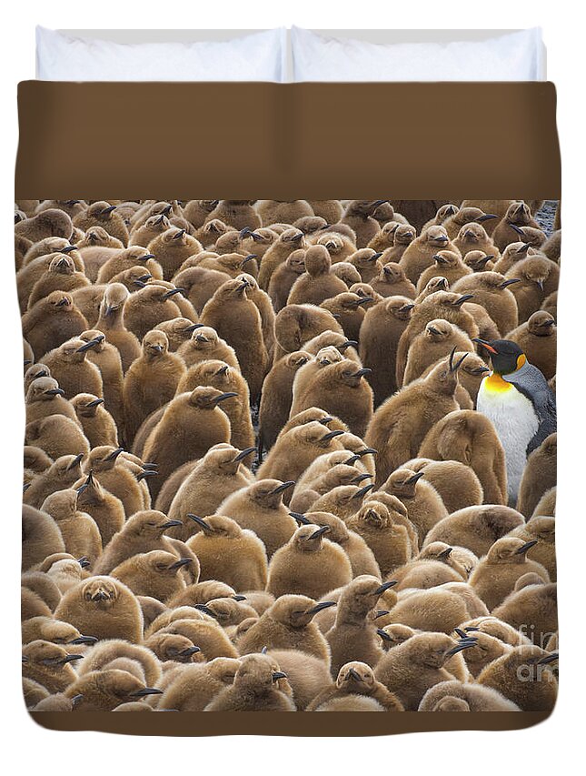 00345753 Duvet Cover featuring the photograph King Penguin In Creche by Yva Momatiuk John Eastcott