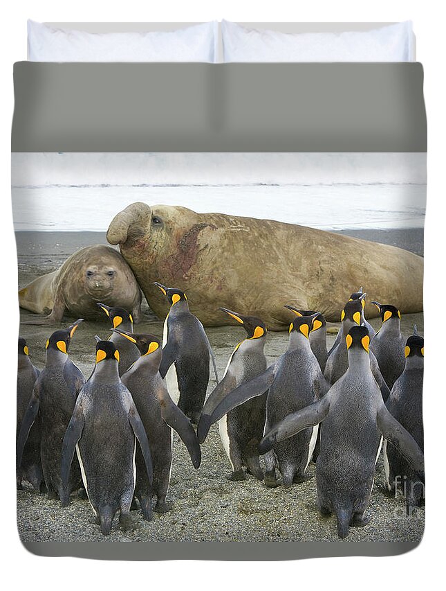 00345831 Duvet Cover featuring the photograph King Penguins And Southern Elephant by Yva Momatiuk John Eastcott