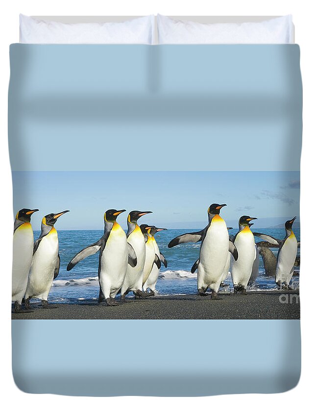 00345353 Duvet Cover featuring the photograph King Penguins Coming Ashore Gold Harbour by Yva Momatiuk John Eastcott