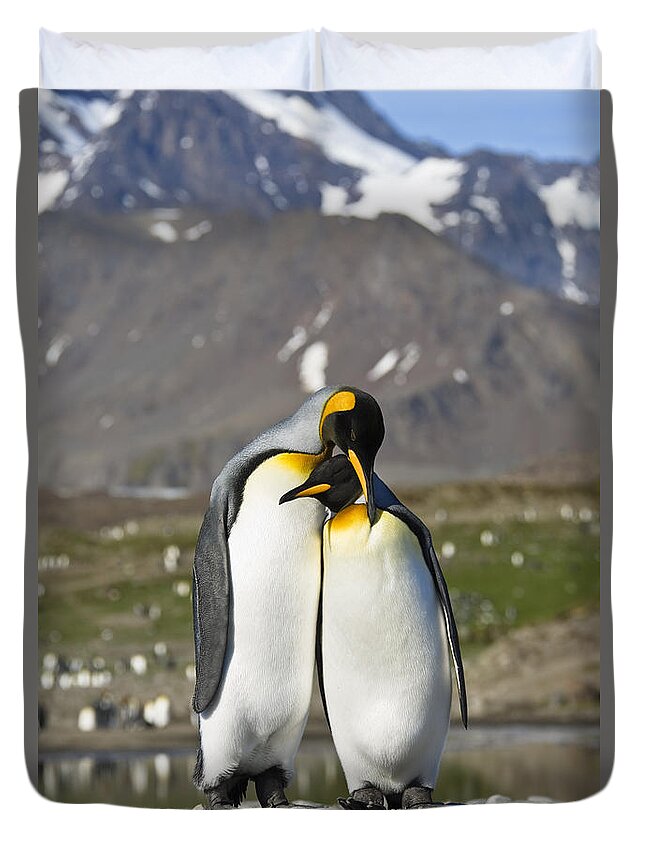 Feb0514 Duvet Cover featuring the photograph King Penguins Courting St Andrews Bay by Konrad Wothe