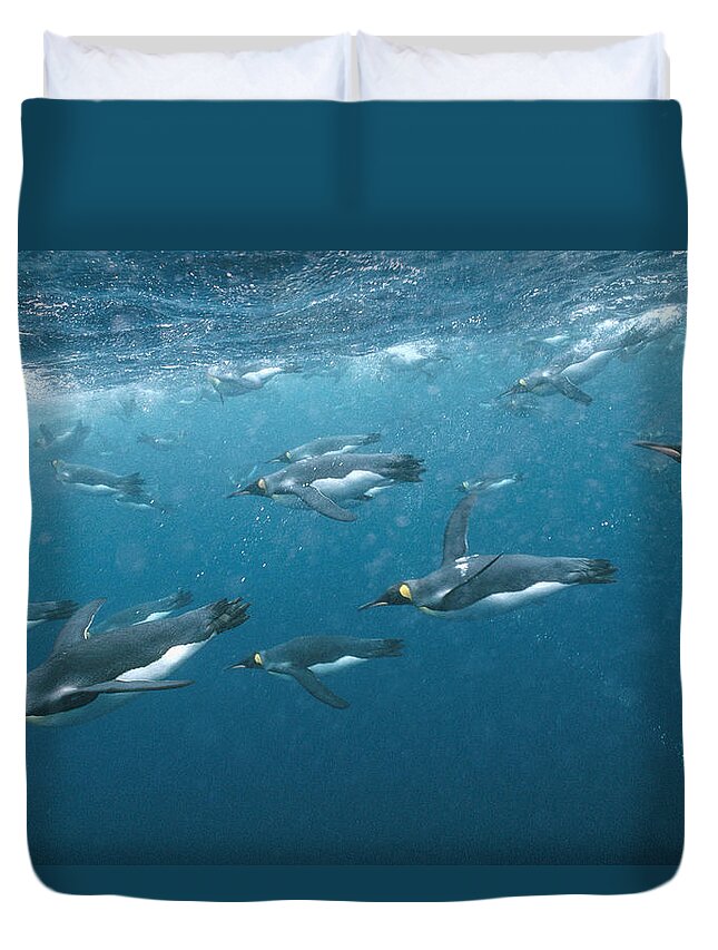 Feb0514 Duvet Cover featuring the photograph King Penguins Swimming Underwater by Tui De Roy