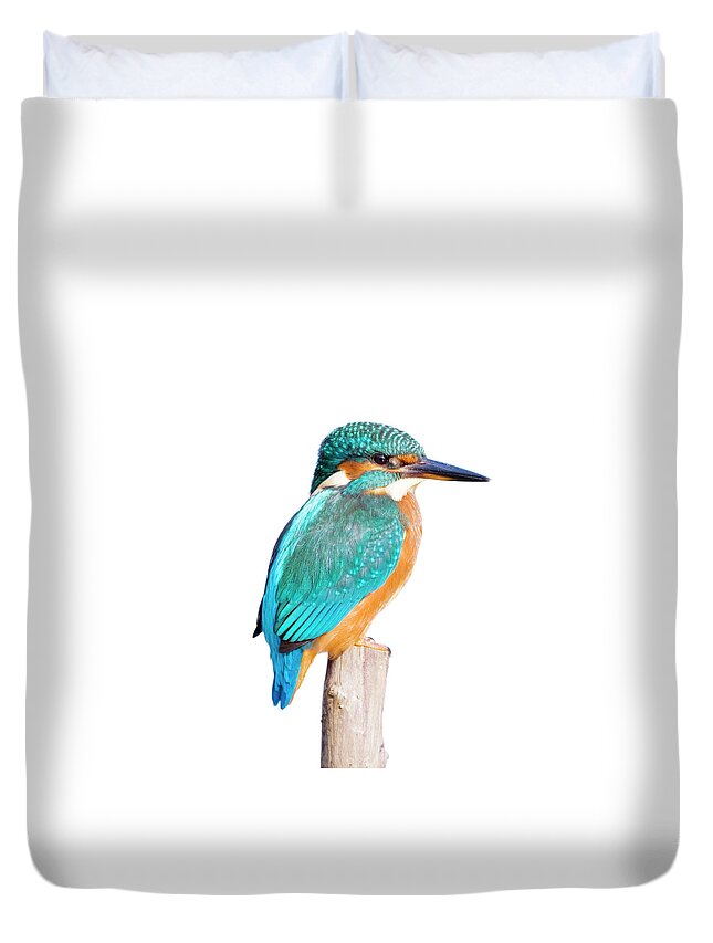 White Background Duvet Cover featuring the photograph Kingfisher Alcedo Atthis by Andrew howe