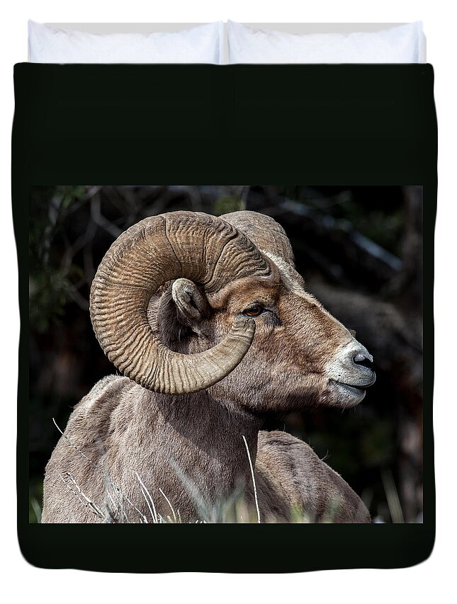 Big Horn Sheep Duvet Cover featuring the photograph Kings Pose by Kevin Dietrich