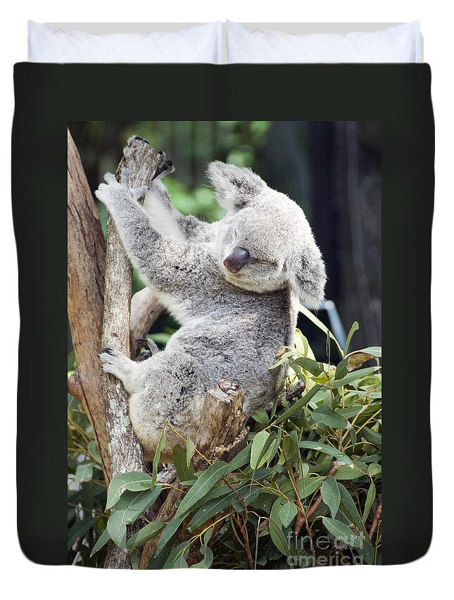 Koala Duvet Cover featuring the photograph Koala by Milena Boeva