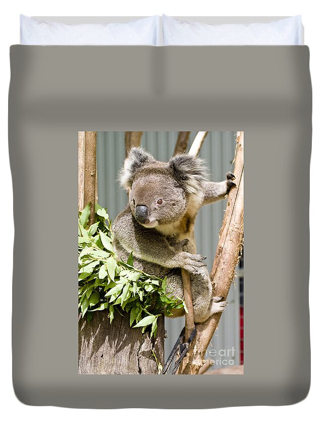 Koala Duvet Cover featuring the photograph Koala by Steven Ralser