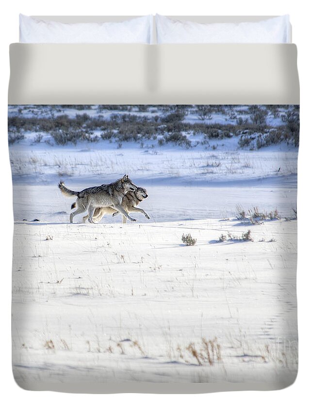 Grey Wolves Duvet Cover featuring the photograph Lamar Canyon Wolves by Deby Dixon