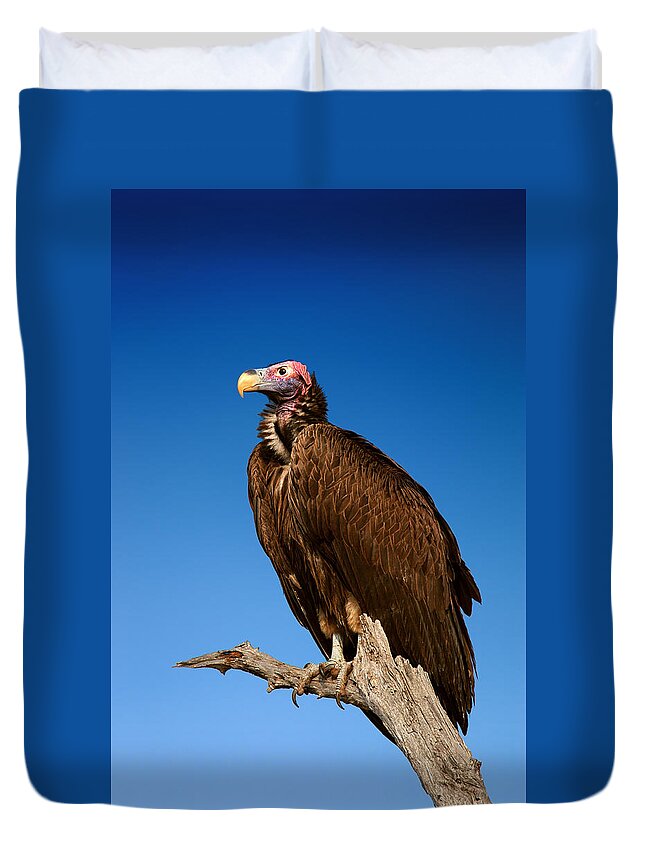 Vulture Duvet Cover featuring the photograph Lappetfaced Vulture against blue sky by Johan Swanepoel