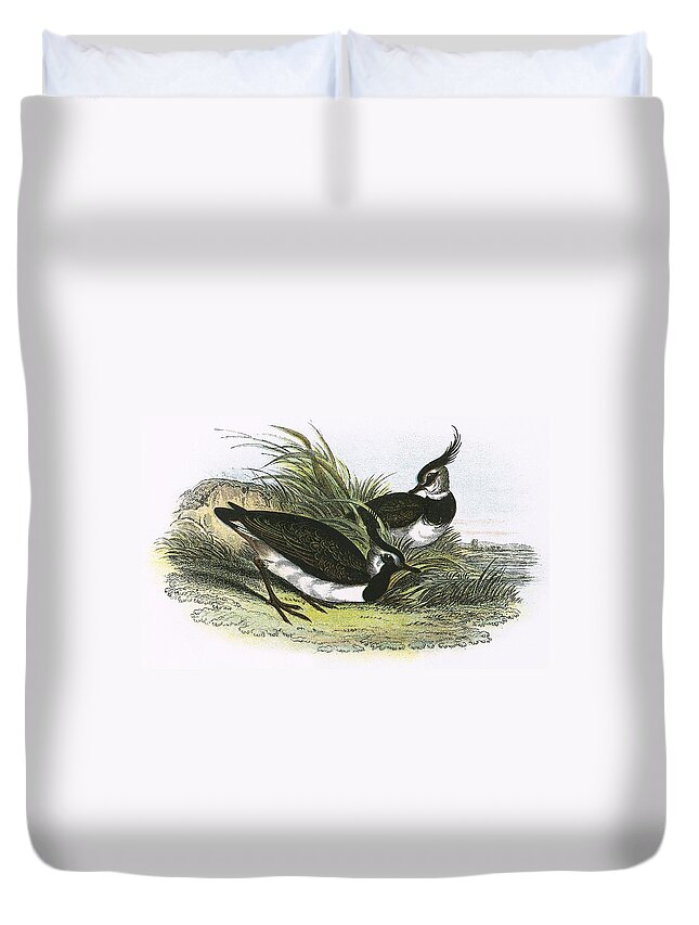 British Birds Duvet Cover featuring the photograph Lapwing by English School