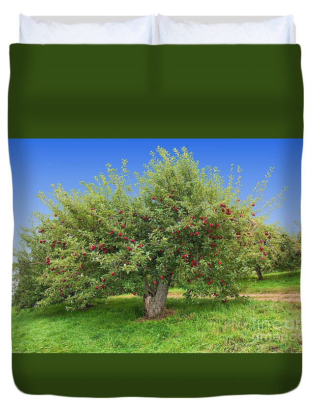 Orchard Duvet Cover featuring the photograph Large Apple Tree by Anthony Sacco