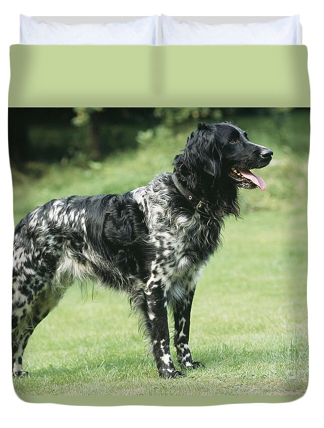 Dog Duvet Cover featuring the photograph Large Munsterlander by John Daniels