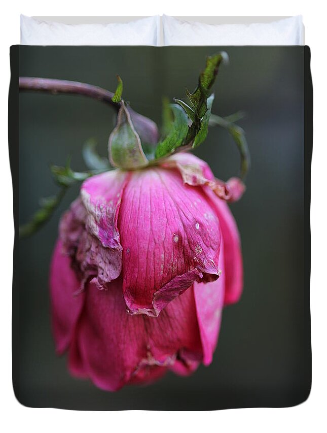 Rose Duvet Cover featuring the photograph Last Rose of Summer by Valerie Collins