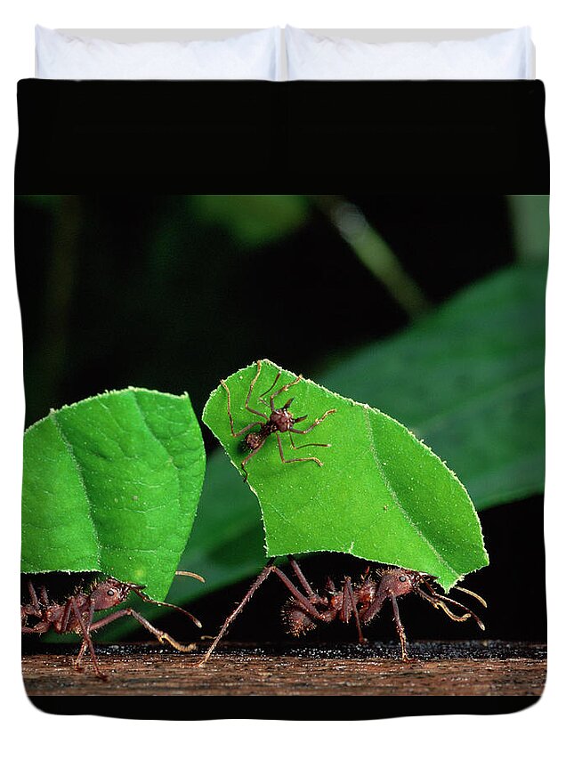 00510975 Duvet Cover featuring the photograph Leafcutter Ant Atta Sp Group Workers by Michael and Patricia Fogden