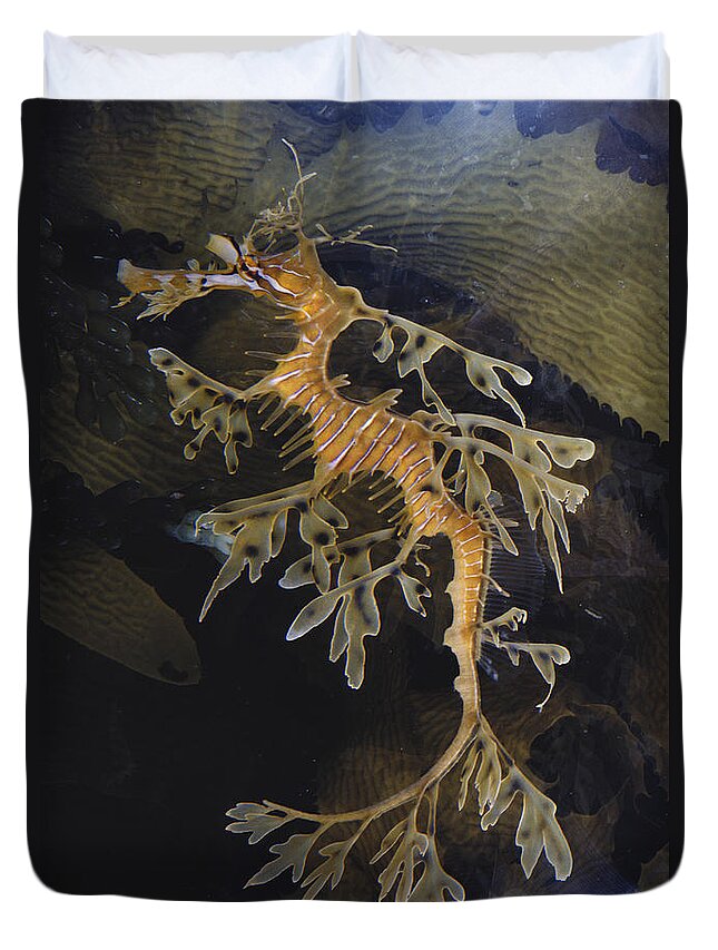 Leafy Sea Dragon Duvet Cover featuring the photograph Leafy Sea Dragon by Dr. Paul Zahl