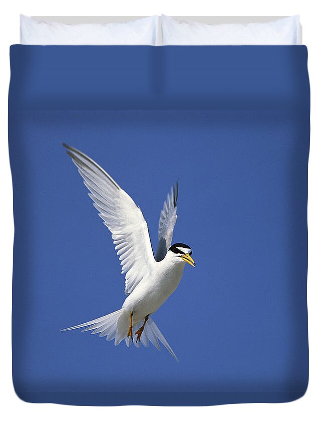 Feb0514 Duvet Cover featuring the photograph Least Tern Flying Long Island by Tom Vezo