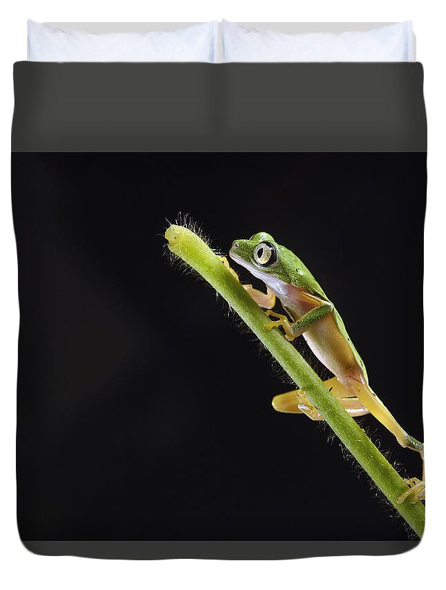 Nis Duvet Cover featuring the photograph Lemur Leaf Frog by Marianne Brouwer