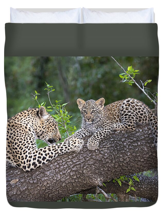 Nis Duvet Cover featuring the photograph Leopard And Cub Masai Mara Kenya by Andrew Schoeman