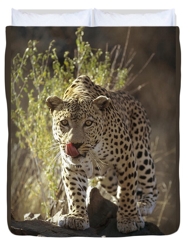 Feb0514 Duvet Cover featuring the photograph Leopard Etosha National Park Namibia by Konrad Wothe