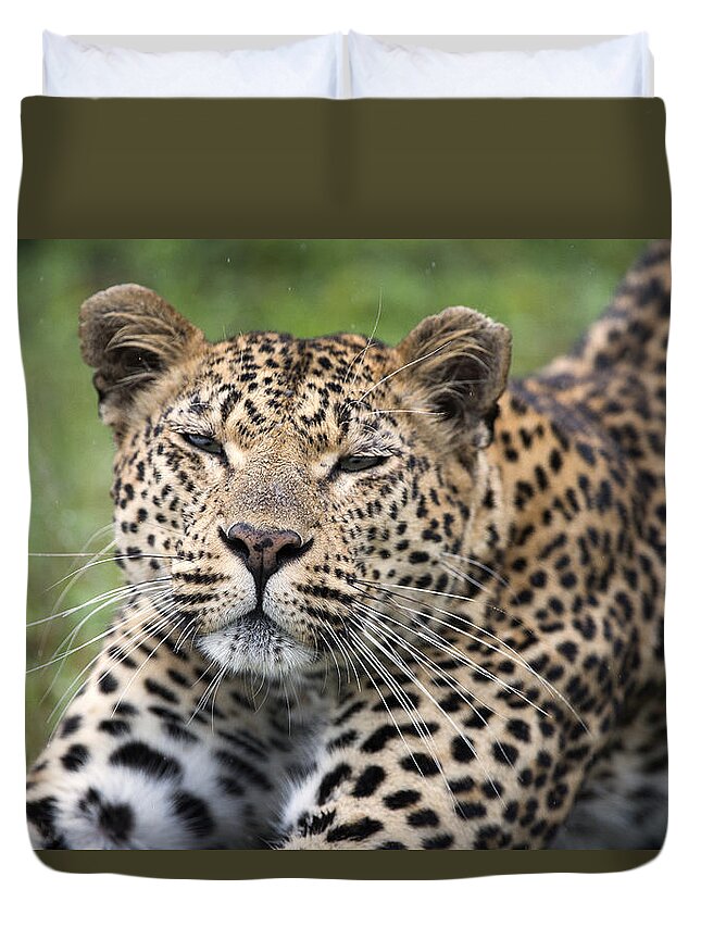 Sergey Gorshkov Duvet Cover featuring the photograph Leopard Stretching Sabi-sands Game by Sergey Gorshkov