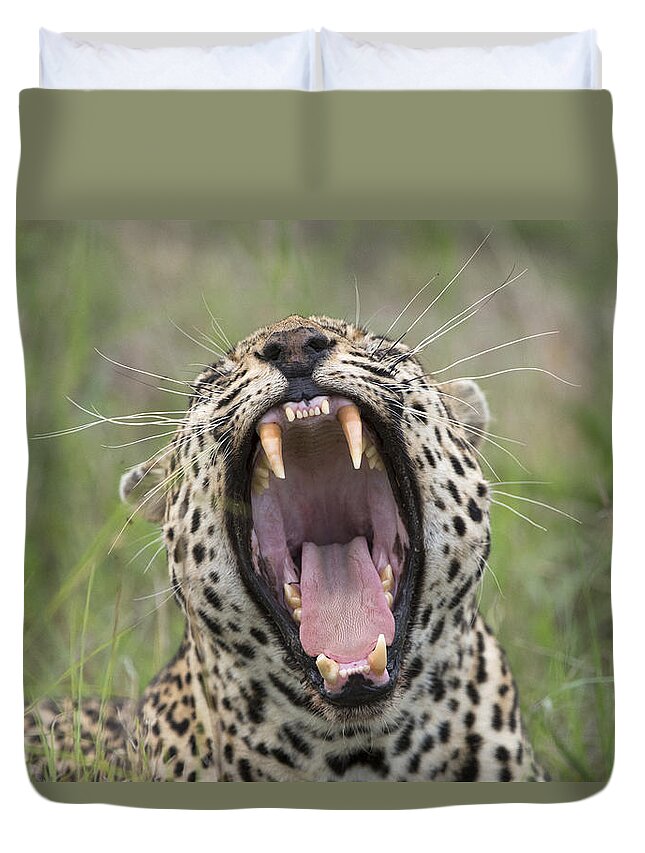 Sergey Gorshkov Duvet Cover featuring the photograph Leopard Yawning Sabi-sands Game Reserve by Sergey Gorshkov