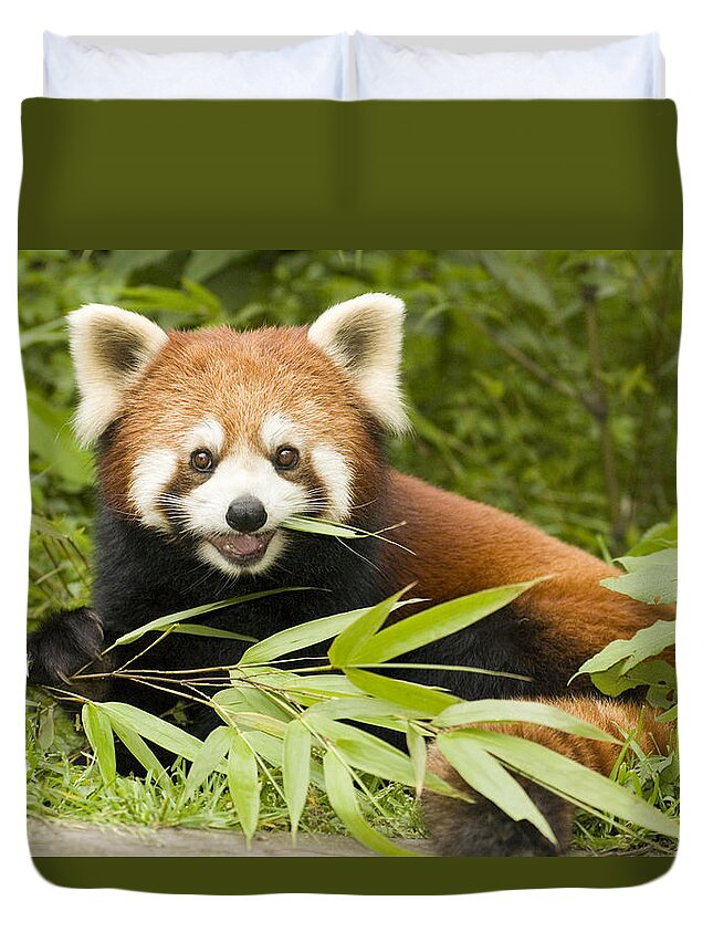 Feb0514 Duvet Cover featuring the photograph Lesser Panda Eating Bamboo Wolong China by Katherine Feng