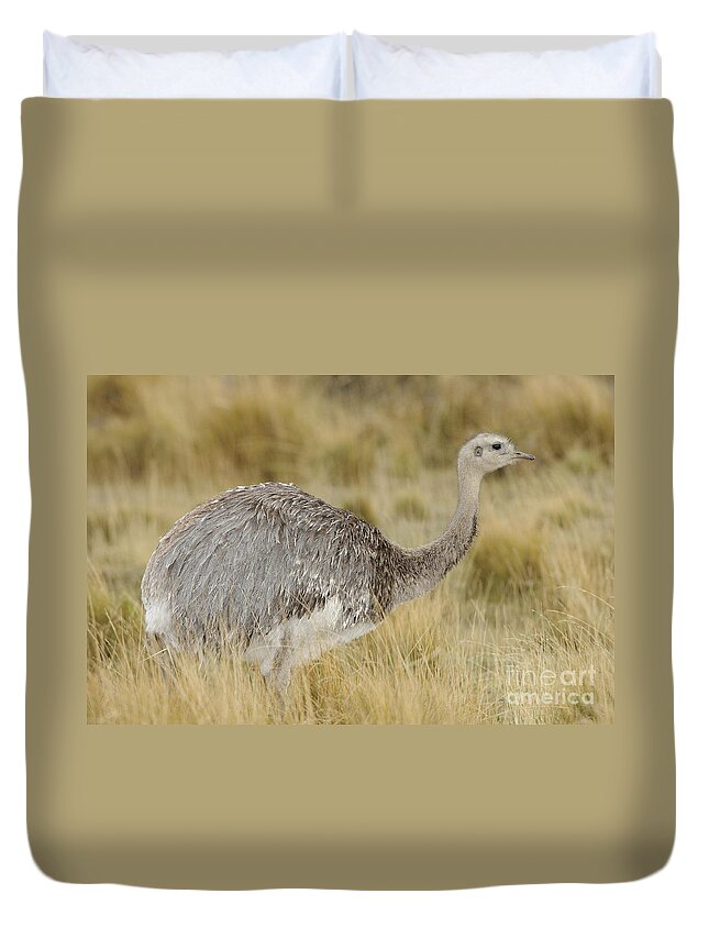 Chilean Fauna Duvet Cover featuring the photograph Lesser Rhea by John Shaw