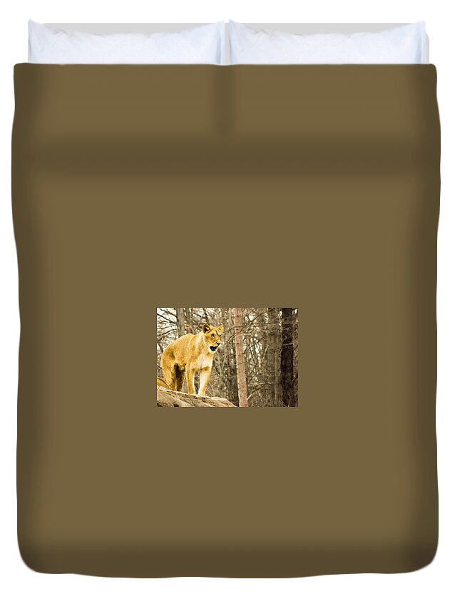 Lion Duvet Cover featuring the photograph Let it Roar by Sara Frank