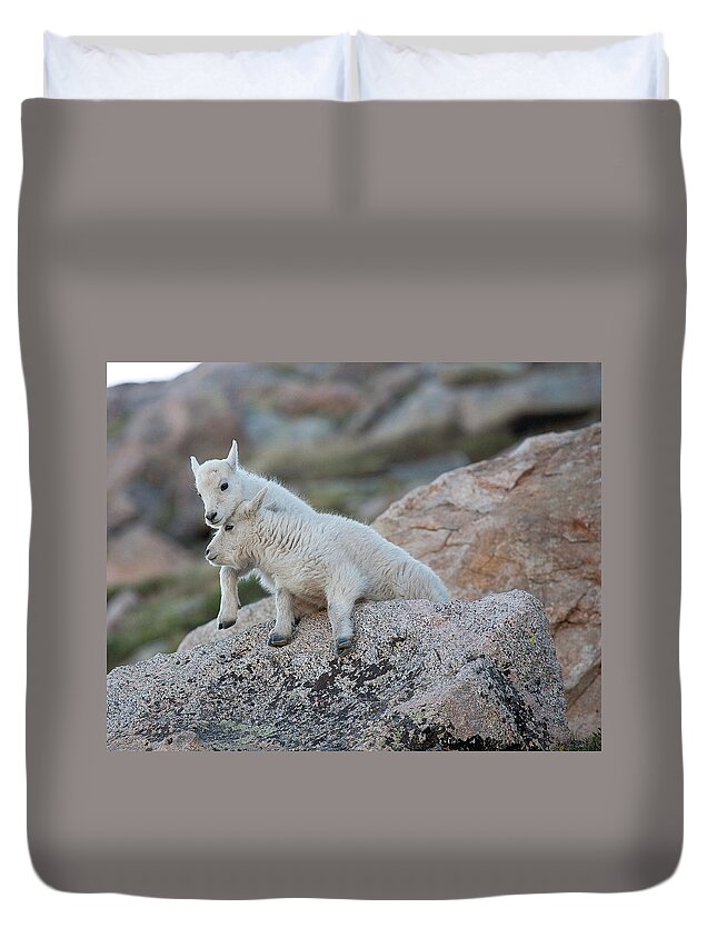 Mountain Goats Duvet Cover featuring the photograph Life is a Struggle by Jim Garrison