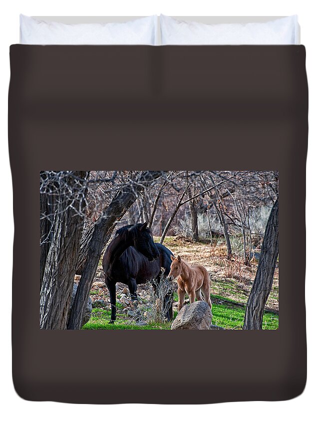 Horse Colt Black Buck Animals Equine Bishop Duvet Cover featuring the photograph LIfe Lessons by Cat Connor