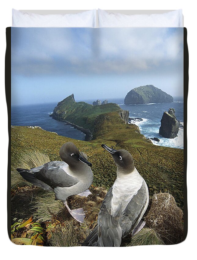 Feb0514 Duvet Cover featuring the photograph Light-mantled Albatrosses Courting by Tui De Roy