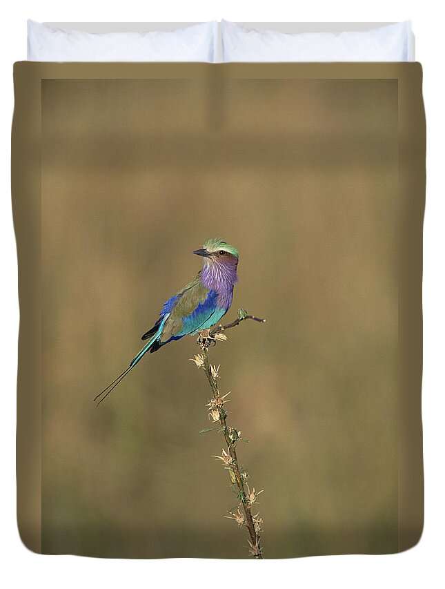 Feb0514 Duvet Cover featuring the photograph Lilac-breasted Roller Perching Africa by Konrad Wothe