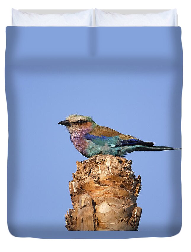 Feb0514 Duvet Cover featuring the photograph Lilac-breasted Roller Perching Africa by Pete Oxford