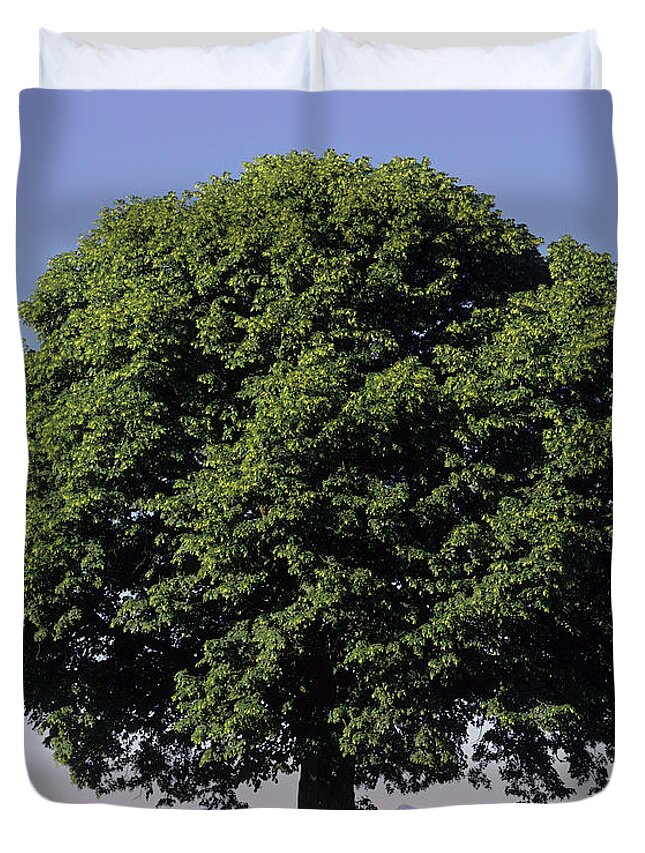 Tilia Platyphyllos Duvet Cover featuring the photograph Linden Tree In Summer by Hermann Eisenbeiss