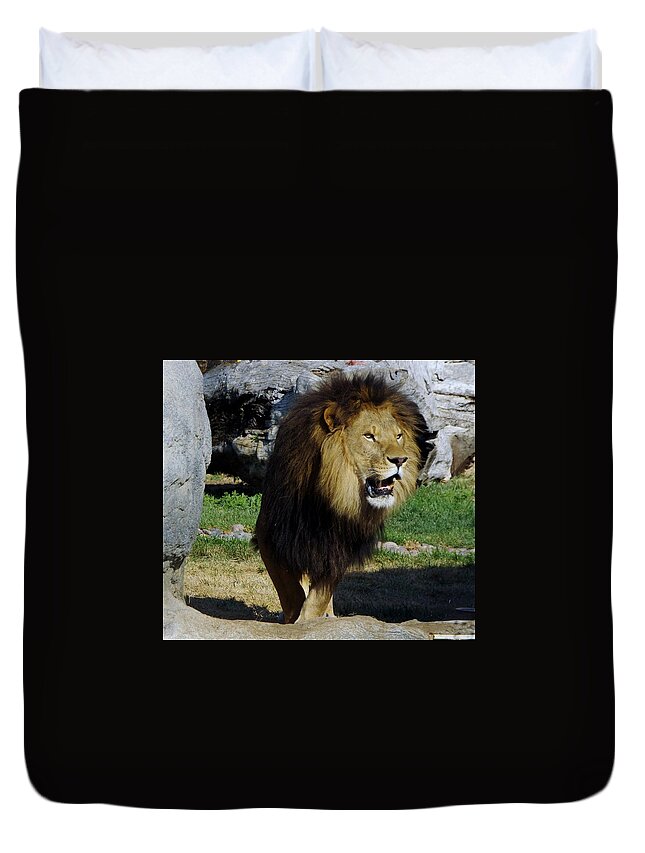 Lions Tigers And Bears Duvet Cover featuring the photograph Lion 2 by Phyllis Spoor