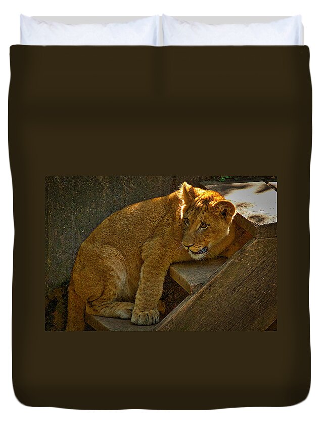 Lion Duvet Cover featuring the photograph Lion Cub by Stuart Litoff