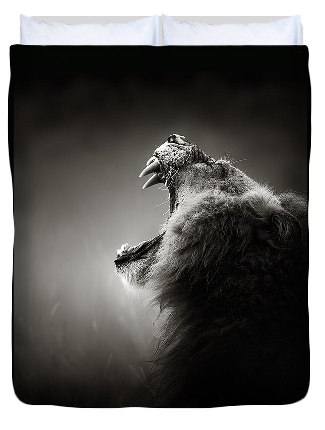 Lion Duvet Cover featuring the photograph Lion displaying dangerous teeth by Johan Swanepoel