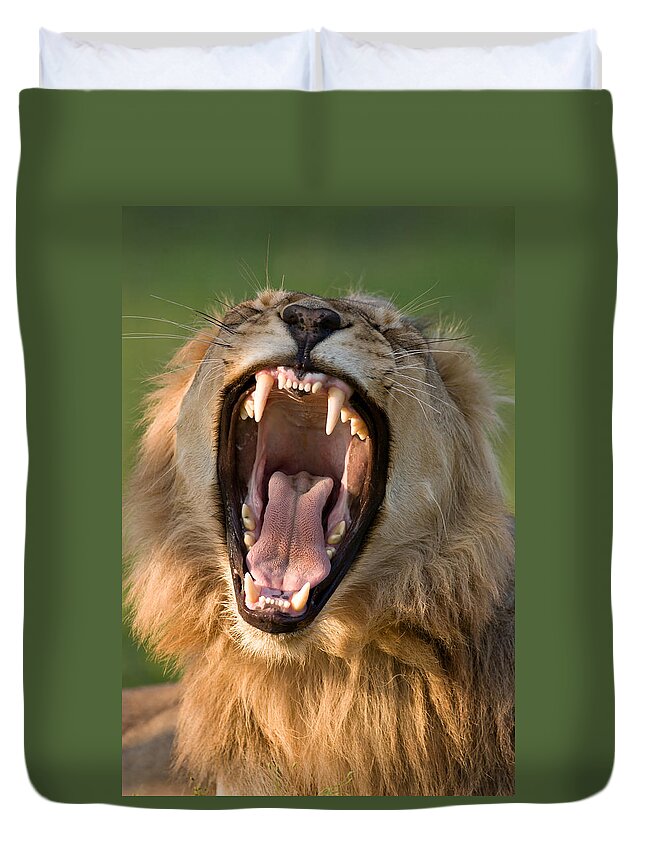 South Duvet Cover featuring the photograph Lion by Johan Swanepoel