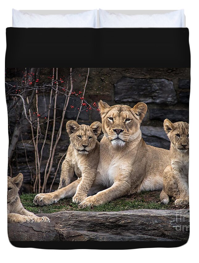 Lion Duvet Cover featuring the photograph Lion Pride by David Rucker